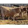Image 6 : Rusty Ridge Cattle Co. Ltd. - 950# February Delivery Steers - 120 Head (Bowden, AB)