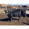 Image 8 : Jarokosky Farms - 800# March/April Delivery Heifers - 25 Head (Lethbridge, AB)
