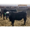 Image 8 : Jarokosky Feedlot - 900# March Delivery Steers - 70 Head (Lethbridge, AB)