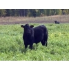 Image 3 : Kingsclere Ranch - 570# October Delivery Steer Calves - 100 Head (Parson, BC)