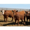 Image 6 : PSV Farms Ltd. - 880# May Delivery Heifers - 58 Head (Enchant, AB)