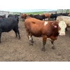 Image 11 : Hegedys Ranching - 1025# June Delivery Heifers - 205 Head (Acme, AB)