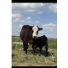 Image 6 : P&B Van Schothorst - 30 Black/BBF 1st Calf Heifer Pairs (Blackie, AB)