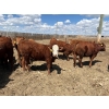 Image 6 : Rick Matz - 20 November Delivery Red Angus X Bred Heifers (Strathmore, AB)