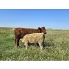Image 9 : Johnston Ranches - 600# October Delivery Heifer Calves - 68 Head (Cereal, AB)