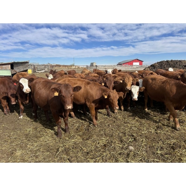 Flat Rock Farming - 12 March/April Calving Red Brockle/Red Baldy Bred Heifers (Strathmore, AB)