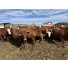 Image 1 : Flat Rock Farming - 12 March/April Calving Red Brockle/Red Baldy Bred Heifers (Strathmore, AB)