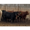Image 6 : Lesher Lane Enterprises - 925# November Yearling Heifers - 135 Head (Lacombe, AB)