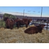 Image 2 : Emmett Stuber - 7 Red/Simm X Heifers (Pen 731 - 733)