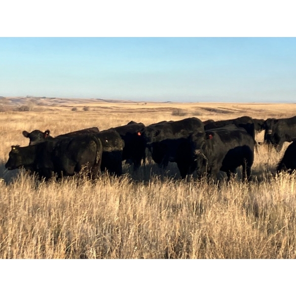Westview Cattle Co. - 910# October Grass Heifers - 70 Head (Consort, AB)