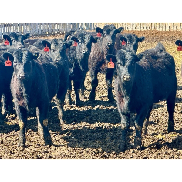 East Hilltop Holdings - 650# April Delivery Heifers - 90 Head (Carstairs, AB)