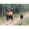 Image 3 : J Lazy A Ranch - 460# Steer Calves - 110 Head (Lymburn, AB)