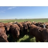 Image 3 : Dan Glover - 975# September Delivery Grass Heifers - 44 Head (Irricana, AB) VBP+