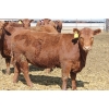 Image 3 : A&S Farms - 30 Red Replacement Heifers (Coaldale, AB)
