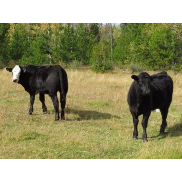 Frolek Cattle Co. - 610# October Delivery Steer Calves - 95 Head (Knutsford, BC)