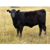 Image 2 : Circus Coulee Cattle (Robert & Jordy Hoff) - 510# November Heifer Calves - 95 Head (Dorothy, AB)