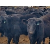 Image 3 : Carhills Land & Cattle/Greg Lausen - 625# November Delivery Steer Calves - 300 Head (Strathmore, AB)