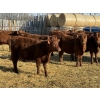 Image 2 : Jordan Livestock - 20 Red Simm/Angus X Replacement Heifers (Rimbey, AB)