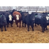 Image 8 : Jay Be Acres Ltd. - 800# February Delivery Steers - 75 Head (Deloraine, MB)