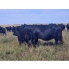 Image 7 : AJS Ranch - 600# October Delivery Steer Calves - 35 Head (Botha, AB)