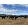 Image 2 : Johnson Livestock - 54 Black Angus Bred Heifers (Peebles, SK)