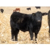 Image 15 : Sybouts Lake Farms Ltd. - 550# March Delivery Steers - 80 Head (Gladmar, SK)
