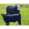 Image 3 : 9X Enterprises - 530# October Delivery Heifer Calves - 65 Head (Patricia, AB)