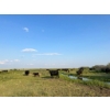 Image 9 : Douglass Bros. Ranching - 580# November Delivery Heifer Calves - 100 Head (Gem, AB)