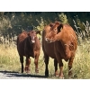 Image 7 : Meyer Cattle Inc. - 680# Weaned Steers - 90 Head (Lethbridge, AB)