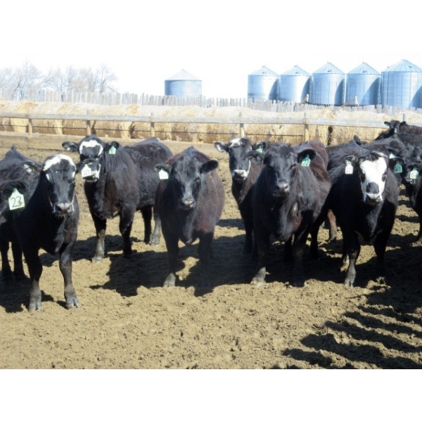GDS Enterprises Ltd. - 23 Black/BBF Replacement Heifers (Burstall, SK)