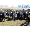 Image 1 : GDS Enterprises Ltd. - 23 Black/BBF Replacement Heifers (Burstall, SK)