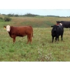 Image 9 : Leib Farm & Ranch Ltd. - 715# November Delivery Steer Calves - 85 Head (Southey, SK)