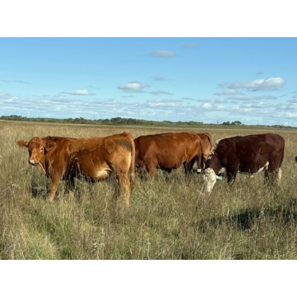 Edgar's Custom Farming Ltd. - 1025# Sept/Oct Delivery Grass Steers - 180 Head (Elkhorn, MB)