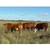 Image 1 : Edgar's Custom Farming Ltd. - 1025# Sept/Oct Delivery Grass Steers - 180 Head (Elkhorn, MB)