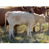 Image 8 : Ernie, Kathy & Kyle Lee - 570# October Delivery Heifer Calves - 80 Head (Hanna, AB)