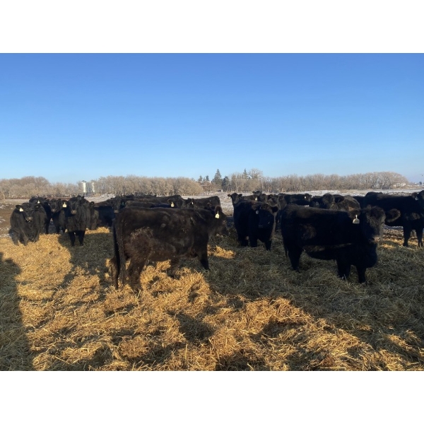 Scott Bryce - 25 Black Angus April/May Calving Bred Heifers (Arcola, SK)