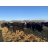 Image 1 : Scott Bryce - 25 Black Angus April/May Calving Bred Heifers (Arcola, SK)
