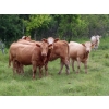 Image 4 : Taylor Enterprises Inc. - 900# September Delivery Grass Heifers - 134 Head (Wawota, SK)