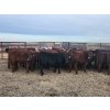Image 2 : Redline Livestock - 550# November Delivery Steer Calves - 100 Head (Didsbury, AB)