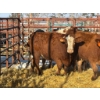 Image 2 : Red Deer Feeder Association Ltd. - 4 Heifers (Pen 135)