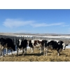 Image 3 : Lakeview Colony - 1600# Fed Holstein Steers - 40 Head (Unity, SK)