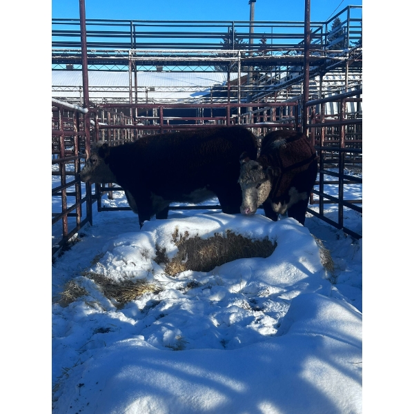 Crooked Creek Ranch - 2 Young Cows (Pen 423)