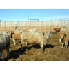 Image 9 : Douglass Agro - 725# March Delivery Weaned Heifers - 250 Head (Gem, AB)