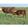 Image 16 : Malarky Farms - 35 Red/Red X Cow/Calf Pairs (Newdale, MB)