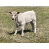 Image 8 : Cody & Brittany Black/Kirby & Cori Black - 525# October Steer Calves - 100 Head (Water Valley, AB)
