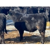 Image 15 : Jay Be Acres Ltd. - 795# March/April Delivery Steers - 76 Head (Deloraine, MB)