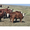 Image 2 : Blaine & Sue Hudec - 600# Oct/Nov Delivery Steer Calves - 80 Head (Jenner, AB)