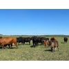 Image 5 : North West Cattle Company - 460# September Delivery Steer Calves - 110 Head (Woking, AB)