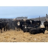 Image 3 : Franklin Cattle Co. - 575# December Weaned Steers - 95 Head (Marwayne, AB)