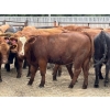 Image 3 : Brandt Boys Inc. - 975# August Delivery Heifers - 65 Head (Tolstoi, MB)